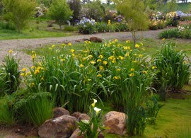 know-your-iris-yellow-flag-iris_pseudacorus_02 (1)